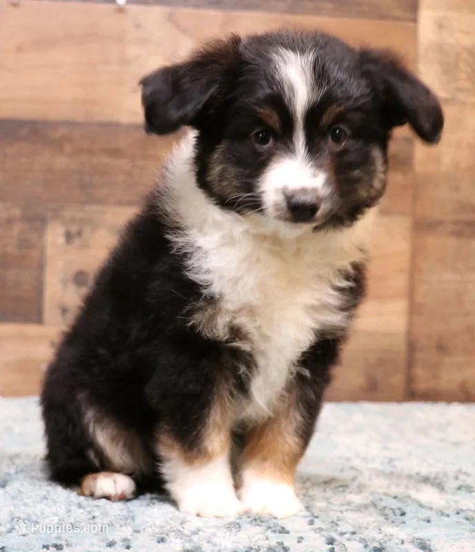 Loren full wide white collar – Toy Australian Shepherd puppy for sale in Crawford, CO