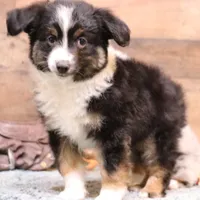 Loren full wide white collar, a male Toy Australian Shepherd for sale in Crawford, CO – Photo 5 of 5