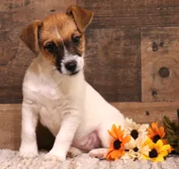 Cloudy is a shorty, a female Jack Russell Terrier for sale in Crawford, CO – 5 of 5