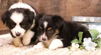 Carrie black-tri full white collar, a female Toy Australian Shepherd for sale in Crawford, CO – 3 of 7