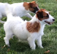 Stew is a shorty, a male Jack Russell Terrier for sale in Crawford, CO – 5 of 5