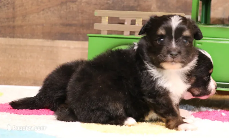 Genie black tri tailed f – Toy Australian Shepherd puppy for sale in Crawford, CO