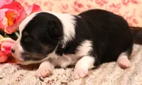 Lincoln black tri, a male Toy Australian Shepherd for sale in Crawford, CO – 3 of 6