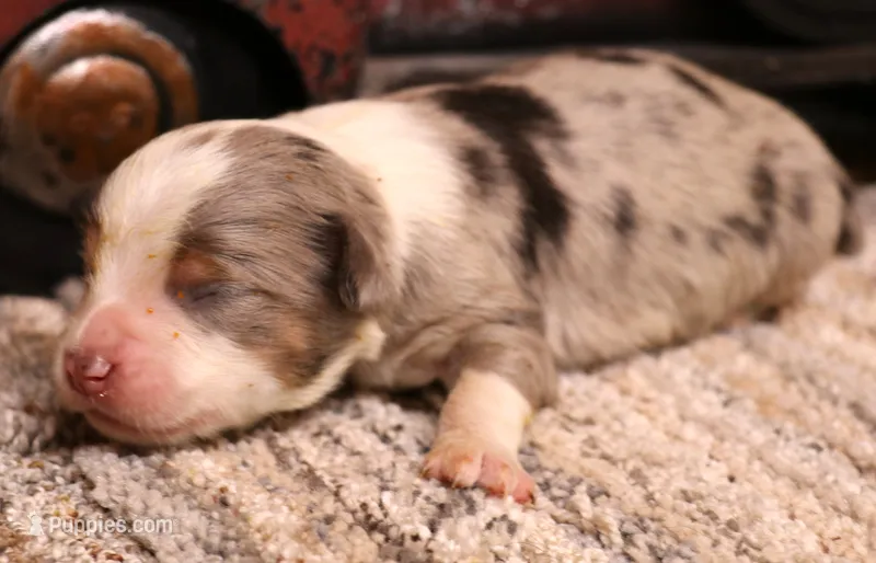 Ice blue merle m – Toy Australian Shepherd puppy for sale in Crawford, CO