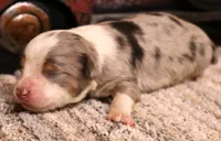 Ice blue merle m, a male Toy Australian Shepherd for sale in Crawford, CO – 1 of 5