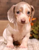 Olympia, a female Miniature Dachshund for sale in Crawford, CO – 1 of 8
