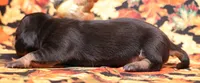 Wren black/tan wirehair, a female Miniature Dachshund for sale in Crawford, CO – 2 of 5