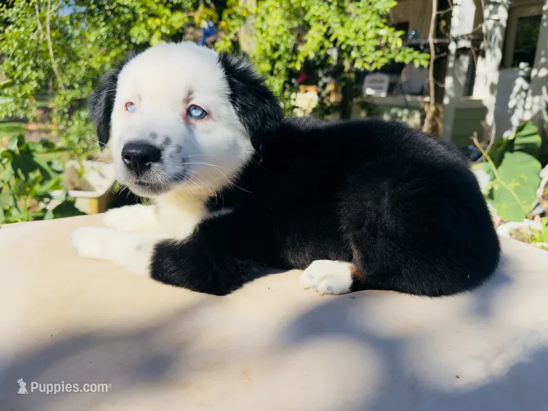 Jacky  – Miniature Australian Shepherd puppy for sale in Lawrenceville, GA
