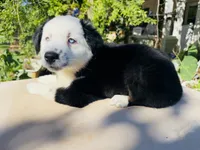 Jacky , a female Miniature Australian Shepherd for sale in Lawrenceville, GA – 1 of 10