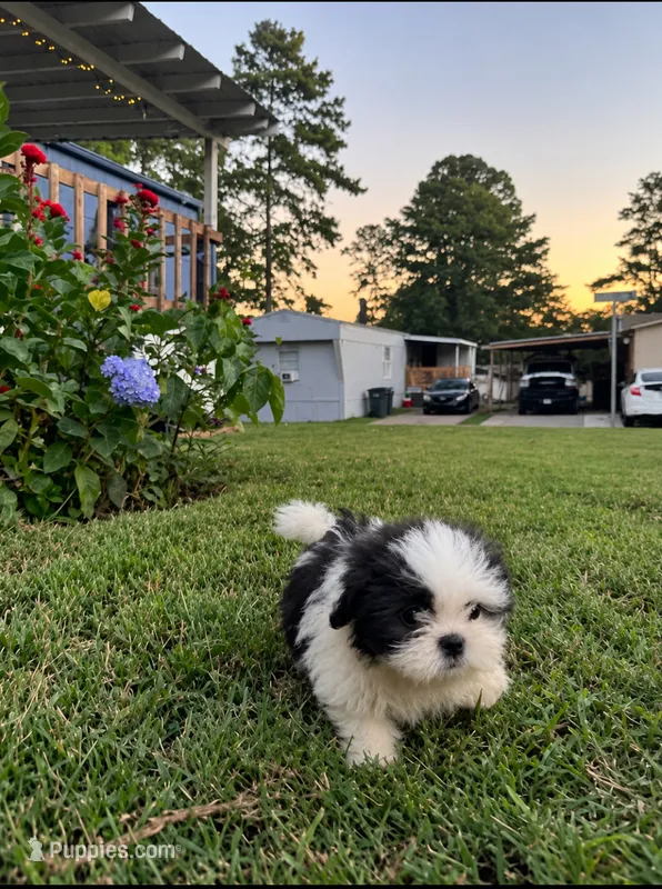 Lili – Shih Tzu puppy for sale in Lawrenceville, GA