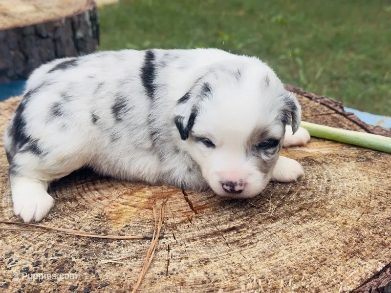 Mancha – Miniature Australian Shepherd puppy for sale in Lawrenceville, GA