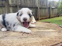 Teddy , a male Miniature Australian Shepherd for sale in Lawrenceville, GA – 5 of 5