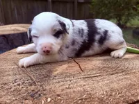 Spotty, a male Miniature Australian Shepherd for sale in Lawrenceville, GA – 8 of 8