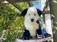 Jacky , a female Miniature Australian Shepherd for sale in Lawrenceville, GA – 4 of 10