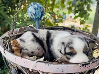 Bobby, a male Miniature Australian Shepherd for sale in Lawrenceville, GA – 3 of 4