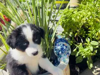 Cutie , a female Miniature Australian Shepherd for sale in Lawrenceville, GA – 9 of 10