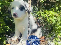 Spotty, a male Miniature Australian Shepherd for sale in Lawrenceville, GA – 7 of 8