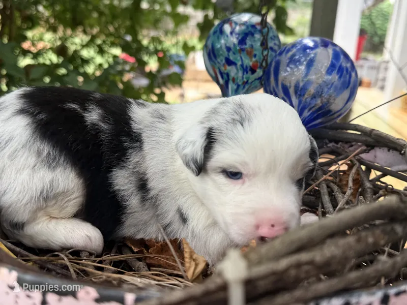 Spotty – Miniature Australian Shepherd puppy for sale in Lawrenceville, GA