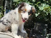 Gigo, a male Miniature Australian Shepherd for sale in Lawrenceville, GA – 2 of 4