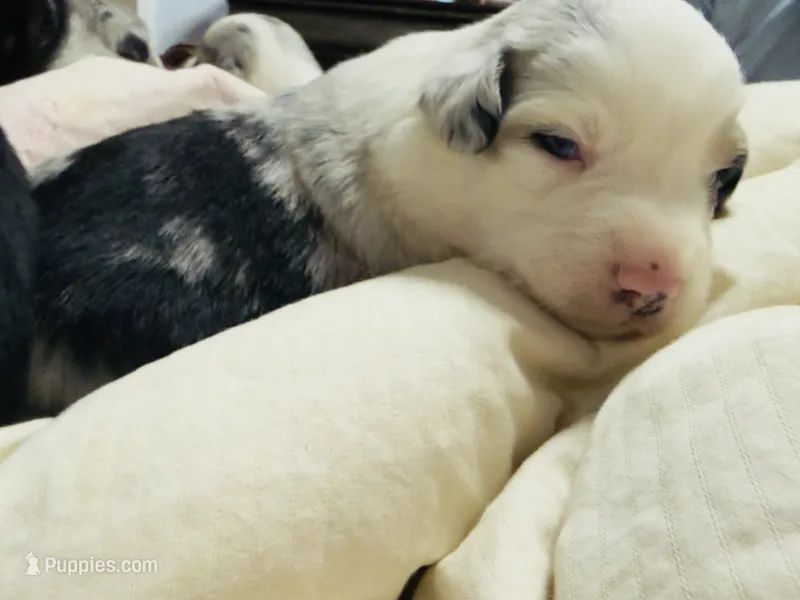 Spotty – Miniature Australian Shepherd puppy for sale in Lawrenceville, GA