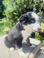 Oreo, a female Miniature Australian Shepherd for sale in Lawrenceville, GA – 1 of 3