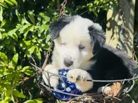 Jacky , a female Miniature Australian Shepherd for sale in Lawrenceville, GA – 9 of 10