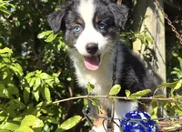 Cutie , a female Miniature Australian Shepherd for sale in Lawrenceville, GA – 5 of 10