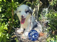 Spotty, a male Miniature Australian Shepherd for sale in Lawrenceville, GA – 3 of 8