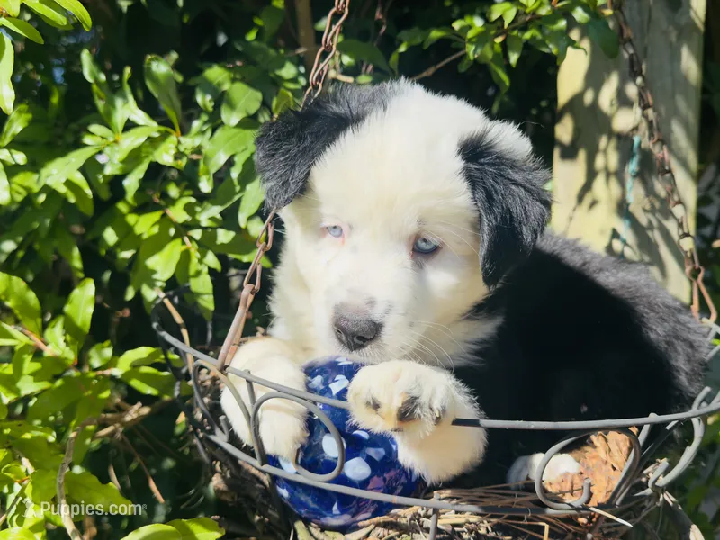 Jacky  – Miniature Australian Shepherd puppy for sale in Lawrenceville, GA
