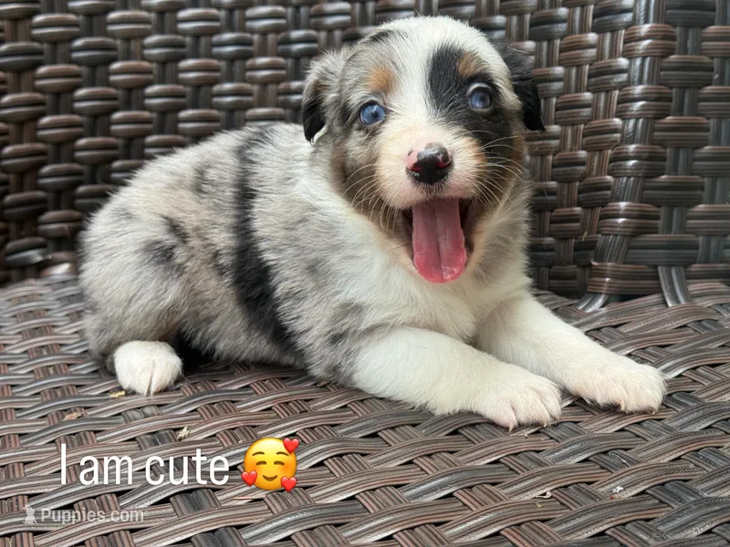 Sparrow – Miniature Australian Shepherd puppy for sale in Lawrenceville, GA