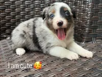 Sparrow, a male Miniature Australian Shepherd for sale in Lawrenceville, GA – 1 of 2