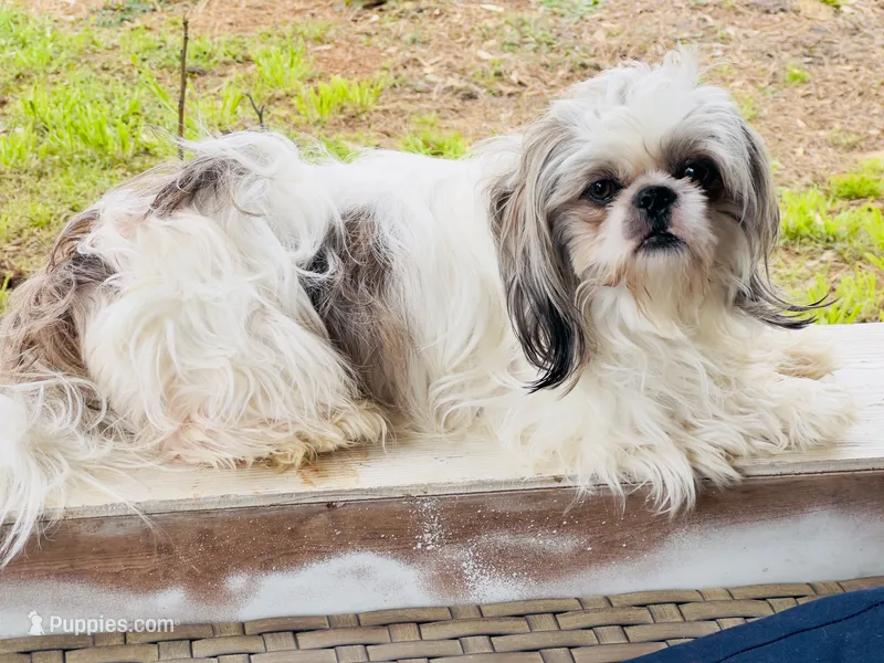 Stud – Shih Tzu puppy for sale in Lawrenceville, GA