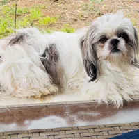 Stud, a male Shih Tzu for sale in Lawrenceville, GA – 1 of 2