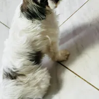 Stud, a male Shih Tzu for sale in Lawrenceville, GA – 2 of 2