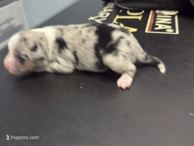 Spotty – Miniature Australian Shepherd puppy for sale in Lawrenceville, GA
