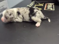 Spotty, a male Miniature Australian Shepherd for sale in Lawrenceville, GA – 1 of 1