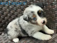 Sparrow, a male Miniature Australian Shepherd for sale in Lawrenceville, GA – 2 of 2