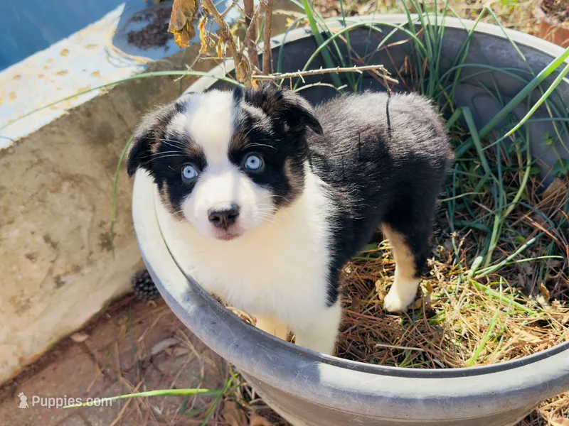 Cutie  – Miniature Australian Shepherd puppy for sale in Lawrenceville, GA