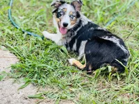 Oreo, a female Miniature Australian Shepherd for sale in Lawrenceville, GA – 4 of 5