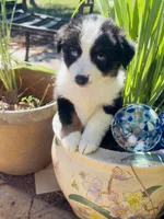 Cutie , a female Miniature Australian Shepherd for sale in Lawrenceville, GA – 7 of 10