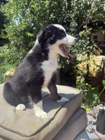 Oreo, a female Miniature Australian Shepherd for sale in Lawrenceville, GA – 2 of 3