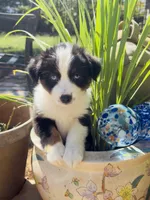 Cutie , a female Miniature Australian Shepherd for sale in Lawrenceville, GA – 8 of 10