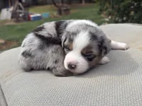 Bobby, a male Miniature Australian Shepherd for sale in Lawrenceville, GA – 2 of 4