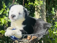 Jacky , a female Miniature Australian Shepherd for sale in Lawrenceville, GA – 7 of 10