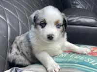 Giga, a female Australian Shepherd for sale in Lawrenceville, GA – 1 of 3