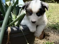Gigo, a  Miniature Australian Shepherd for sale in Lawrenceville, GA – 4 of 4