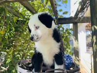 Jacky , a female Miniature Australian Shepherd for sale in Lawrenceville, GA – 3 of 10