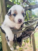 Teddy , a male Miniature Australian Shepherd for sale in Lawrenceville, GA – 3 of 5