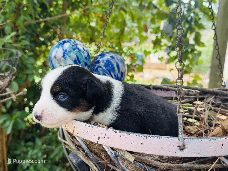 Cutie  – Miniature Australian Shepherd puppy for sale in Lawrenceville, GA