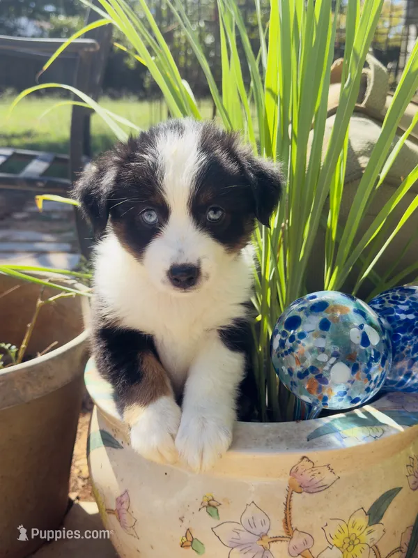 Cutie  – Miniature Australian Shepherd puppy for sale in Lawrenceville, GA